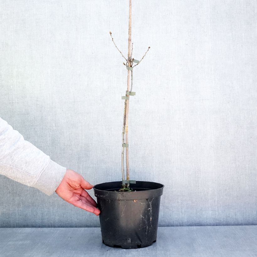 Spécimen de Chêne pédonculé - Quercus robur Miky - Pot de 4L/5L tel que livré au printemps