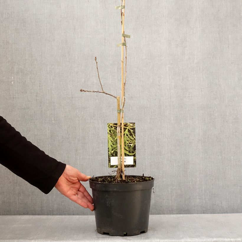 Spécimen de Chêne pédonculé - Quercus robur Posnania - Pot de 4L/5L tel que livré au printemps