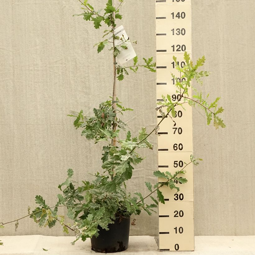 Spécimen de Chêne pédonculé - Quercus robur Pot de 7,5L/10L tel que livré en été