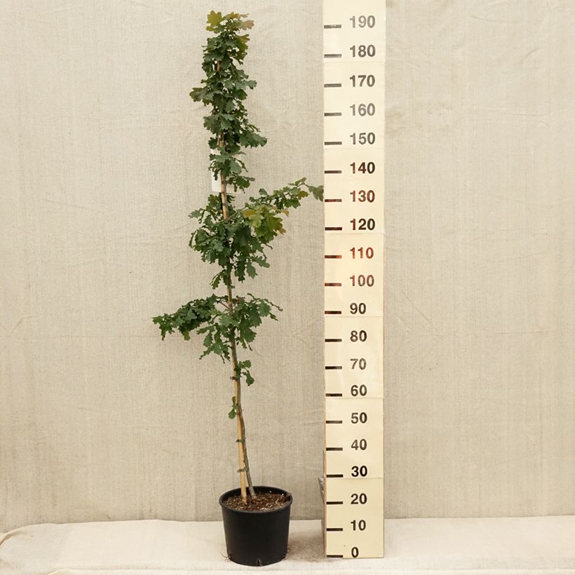 Spécimen de Chêne pédonculé - Quercus robur Pot de 7.5L/10L tel que livré au printemps