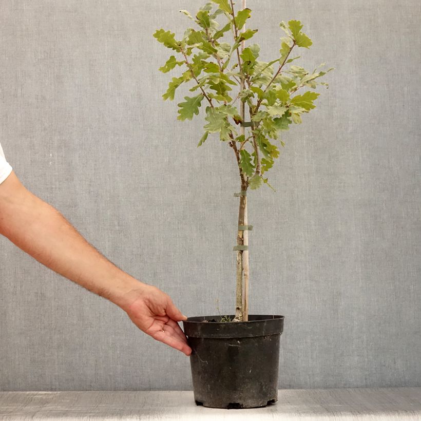 Spécimen de Chêne pédonculé - Quercus robur Variegata Pot de 4L/5L tel que livré en été