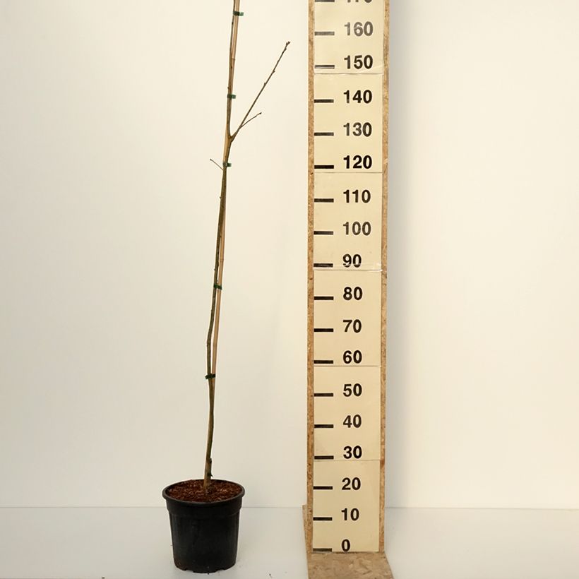 Spécimen de Chêne rouge d'Amérique – Quercus rubra Boltes Gold - Pot de 7,5L/10L tel que livré en hiver