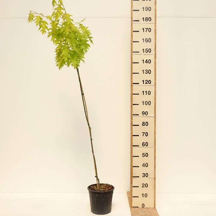 Spécimen de Chêne rouge d'Amérique – Quercus rubra Boltes Gold Pot de 7,5L/10L tel que livré au printemps