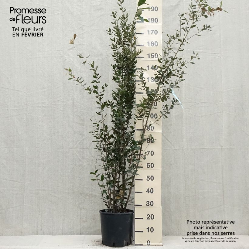 Spécimen de Chêne vert - Quercus ilex  Pot de 7,5L/10L tel que livré en hiver