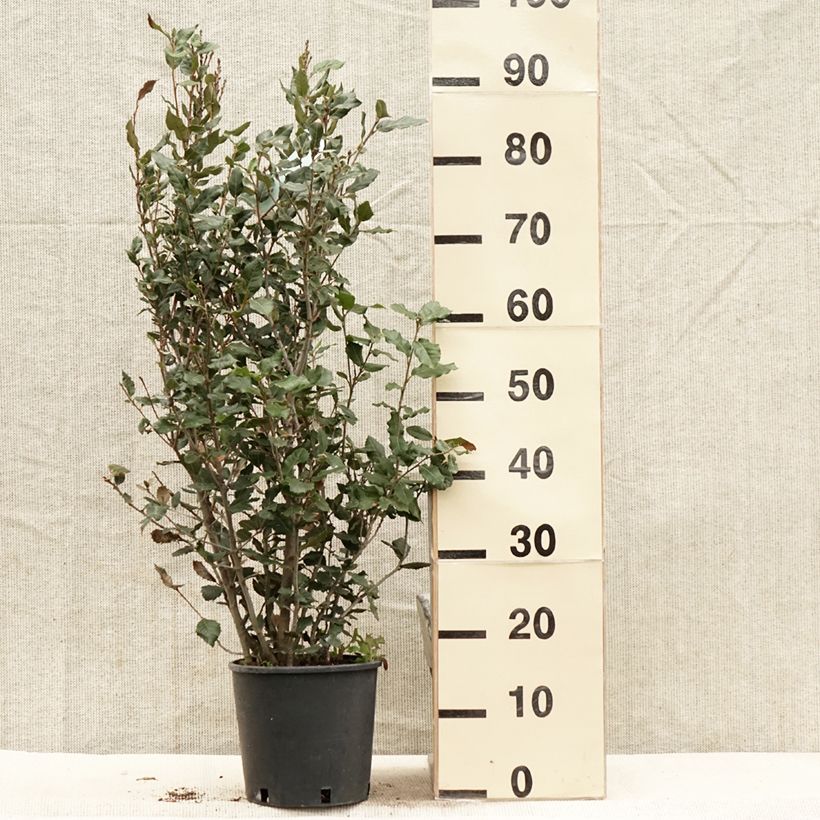 Spécimen de Chêne vert - Quercus ilex  Pot de 3L/4L, TouffeHauteur livrée env. 60/80cm tel que livré au printemps