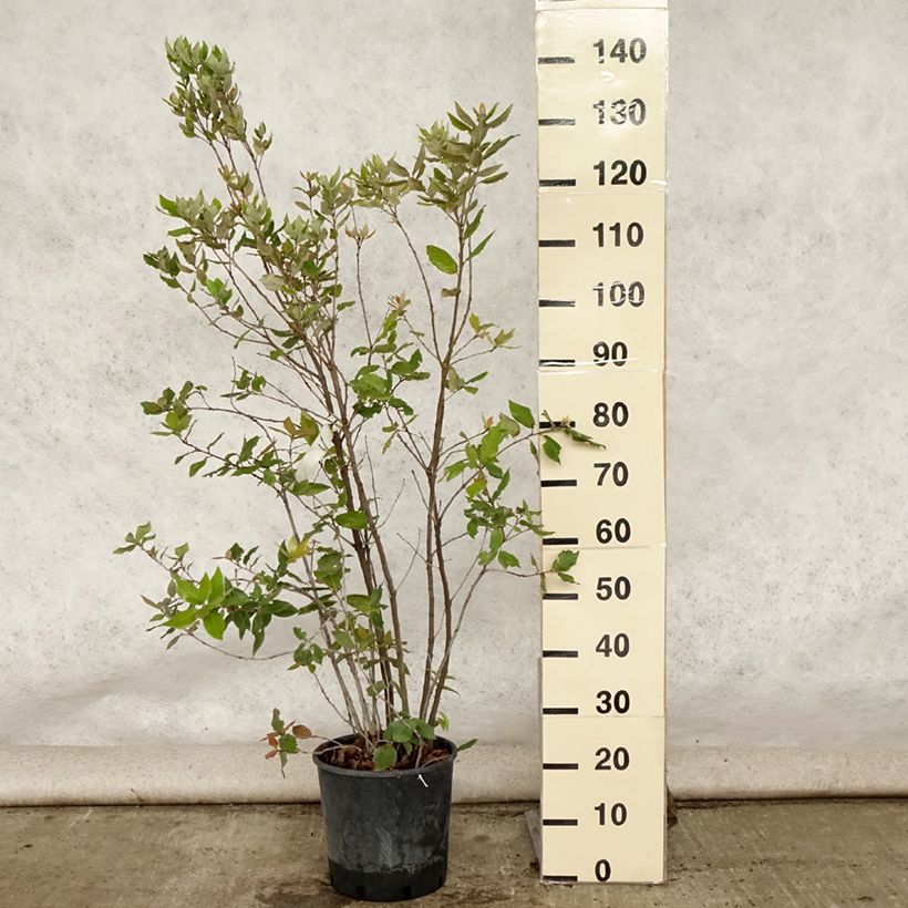 Spécimen de Chêne vert - Quercus ilex  Pot de 6L/7L, Touffe tel que livré en été