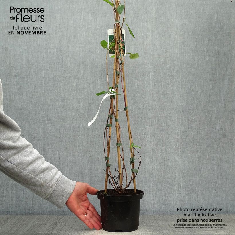 Spécimen de Chèvrefeuille Belgica Select - Lonicera periclymenum Pot de 1,5L/2L tel que livré en automne