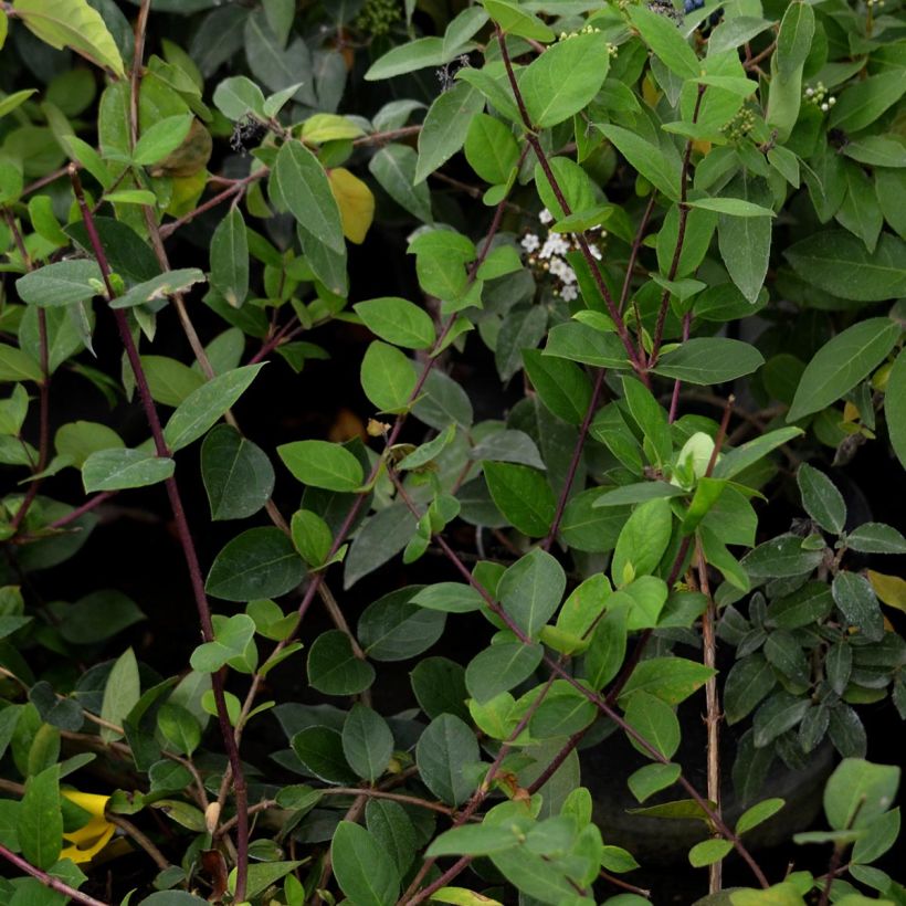 Lonicera fragrantissima - Chèvrefeuille d'hiver (Feuillage)