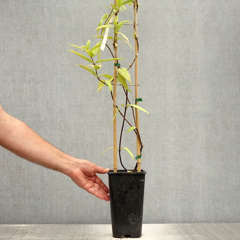 Spécimen de Chèvrefeuille de Henry - Lonicera henryi Pot de 2L/3L tel que livré en été
