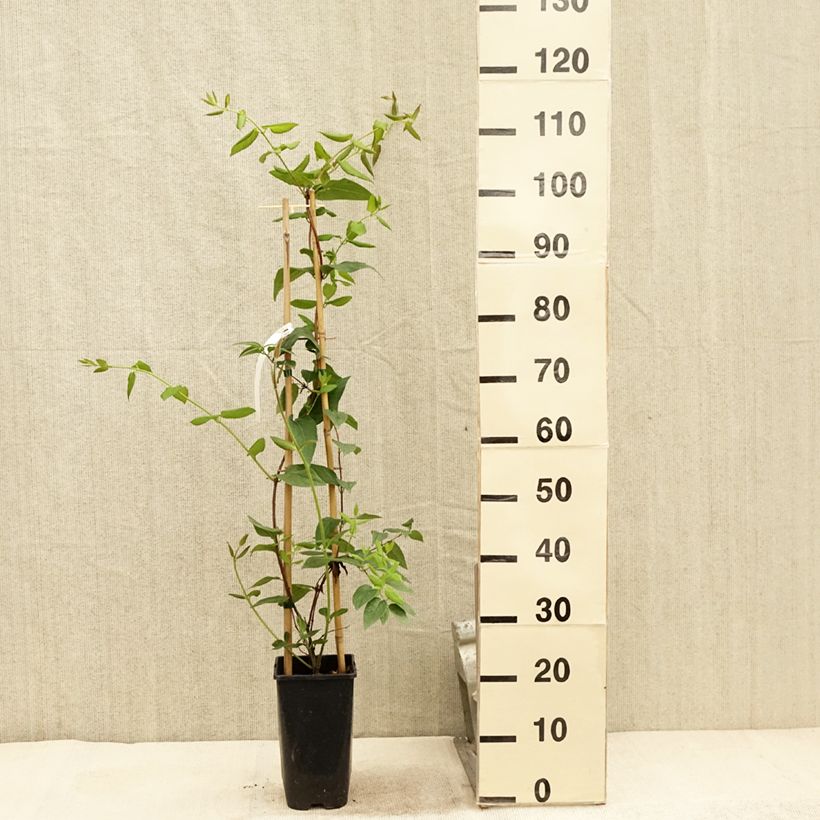 Spécimen de Chèvrefeuille des bois Caprilia Ever Pot de 2L/3L tel que livré en été