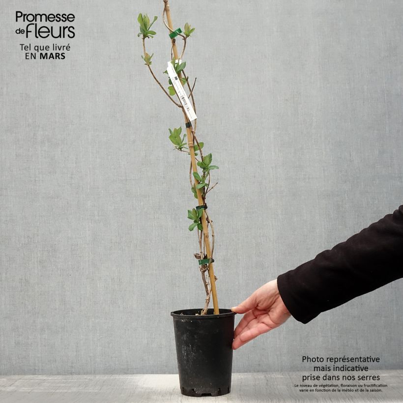 Spécimen de Chèvrefeuille des Bois Graham Thomas en pot de 2/3L tel que livré au printemps