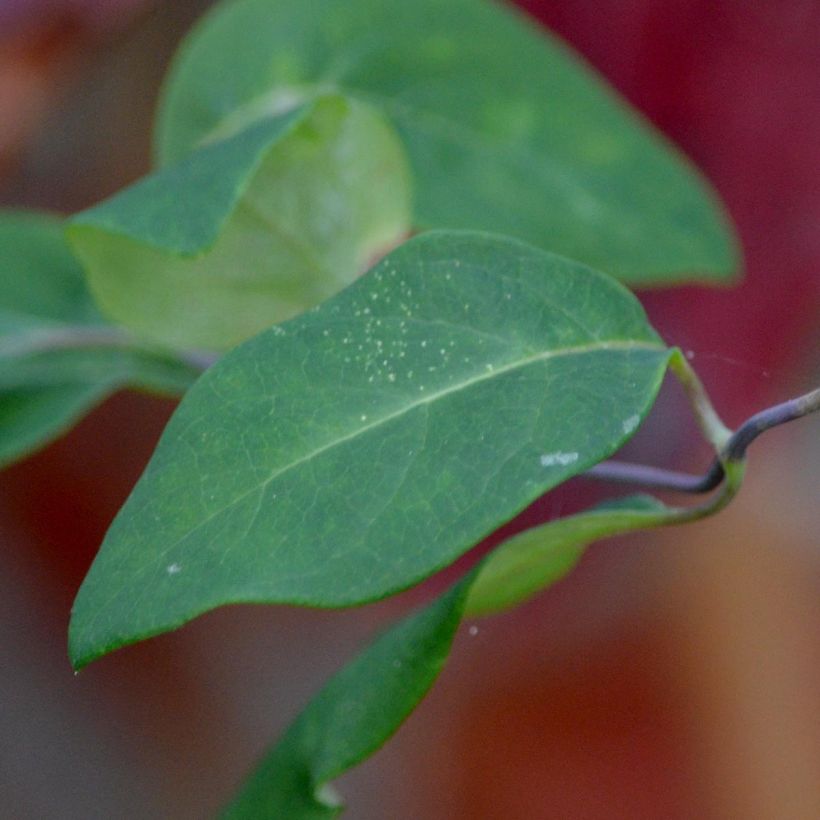 Chèvrefeuille des bois - Lonicera periclymenum Serotina (Feuillage)