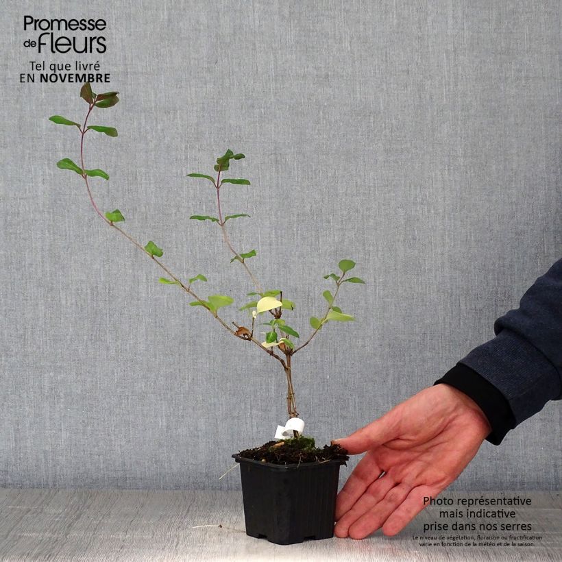 Spécimen de Chèvrefeuille des bois - Lonicera periclymenum Serotina Godet de 8/9 cm tel que livré en automne