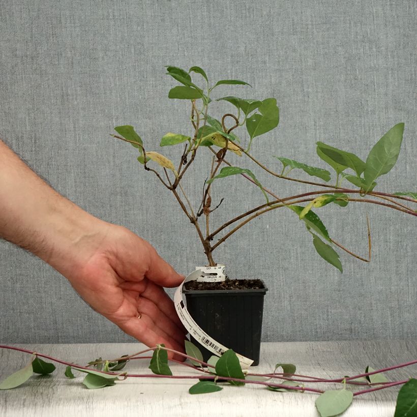 Spécimen de Chèvrefeuille des bois - Lonicera periclymenum Serotina Godet de 8/9 cm tel que livré en été