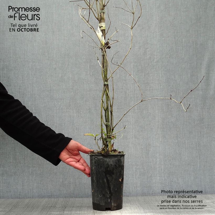 Spécimen de Chèvrefeuille grimpant Dropmore Scarlet - Lonicera (x) brownii Pot de 2L/3L tel que livré en automne
