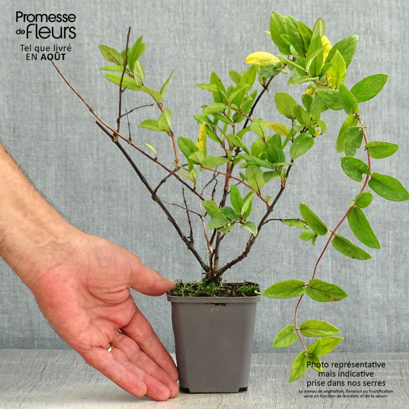 Spécimen de Chèvrefeuille du Japon - Lonicera japonica Dart's Acumen Godet de 8/9 cm tel que livré en été