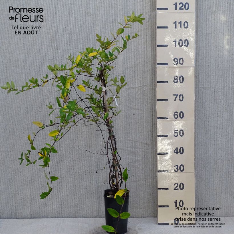 Spécimen de Chèvrefeuille du Japon - Lonicera japonica Dart's World Pot de 3L/4L tel que livré en été