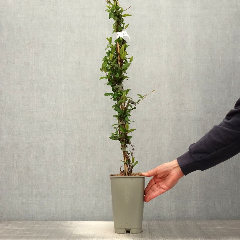 Spécimen de Chèvrefeuille du Japon - Lonicera japonica Dart's World Pot de 3L/4LHauteur livrée env. 60/70cm tel que livré au printemps