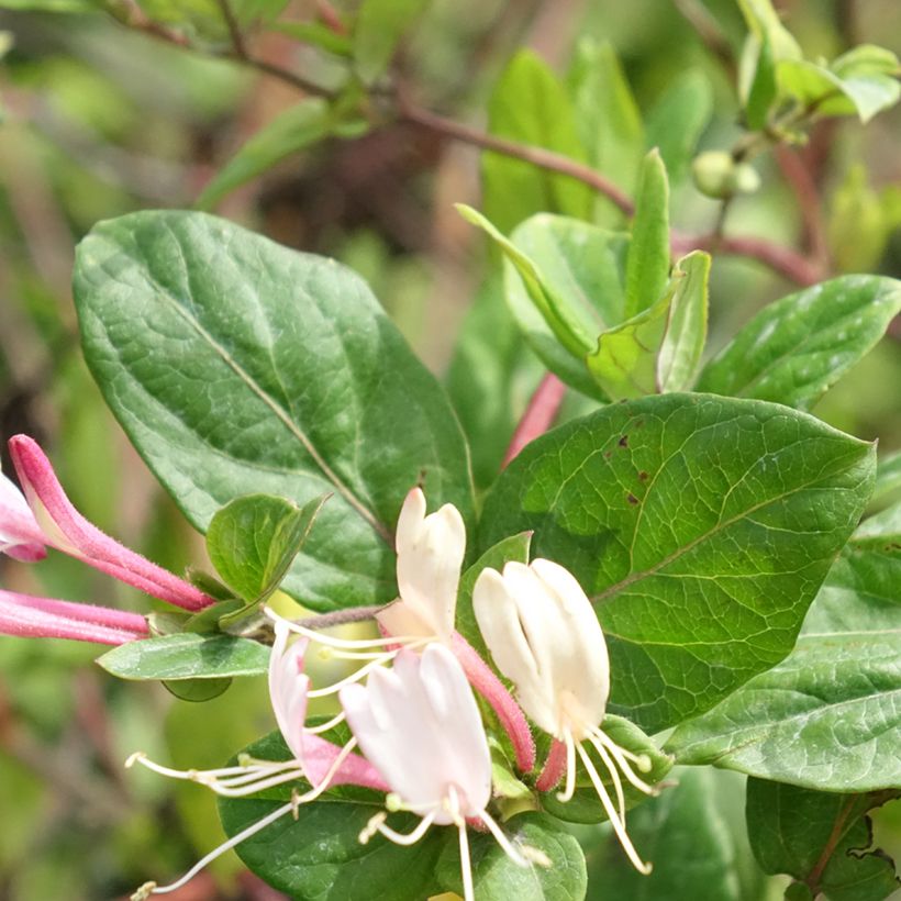 Chèvrefeuille du Japon Red World - Lonicera japonica (Feuillage)