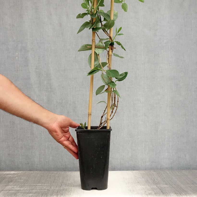 Spécimen de Chèvrefeuille heckrotii Gold Flame - Lonicera Pot de 2L/3L tel que livré en été