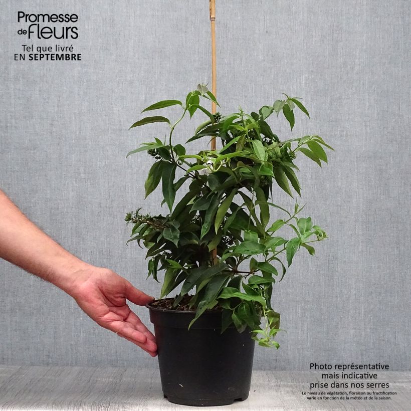 Spécimen de Chèvrefeuille hybride - Lonicera Marinella Pot de 4L/5L tel que livré en automne