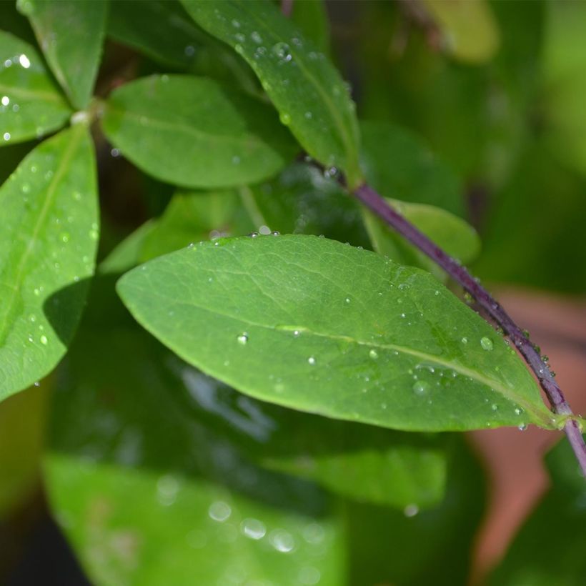 Chèvrefeuille - Lonicera Caprilia Impérial cov (Feuillage)