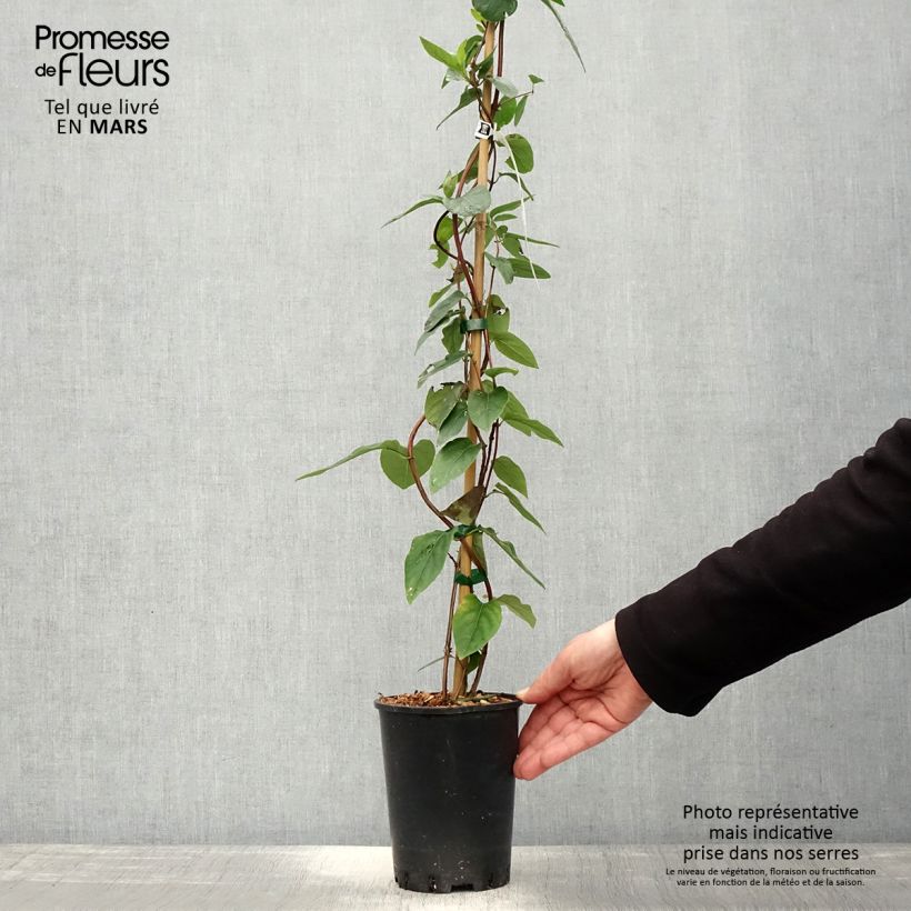 Spécimen de Chèvrefeuille - Lonicera similis var. delavayi Pot de 2L/3LHauteur livrée env. 60/70cm tel que livré au printemps