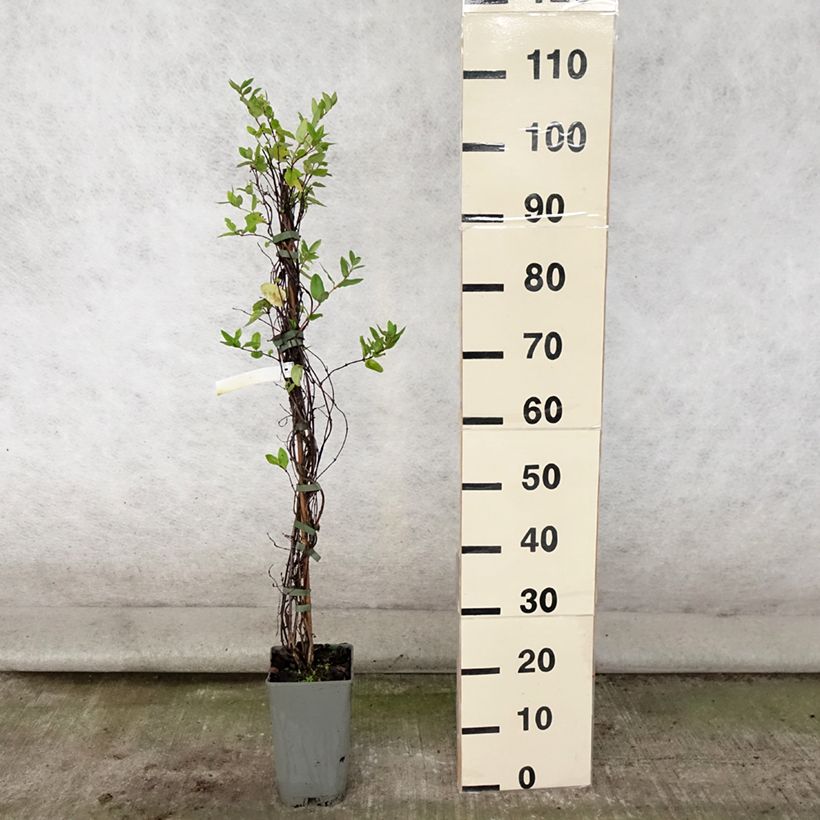Spécimen de Chèvrefeuille - Lonicera japonica Aureoreticulata Pot de 2L/3L tel que livré en été