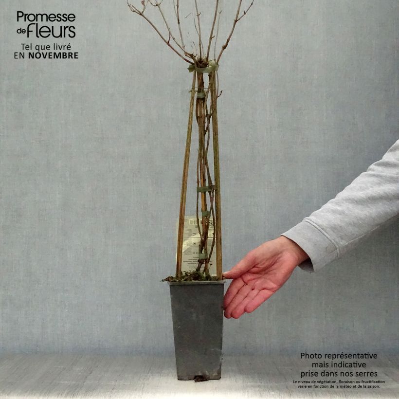 Spécimen de Chèvrefeuille - Lonicera periclymenum Belgica Pot de 1,5L/2L tel que livré en automne