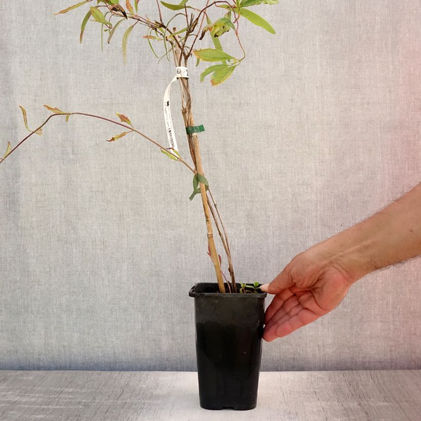Spécimen de Chèvrefeuille - Lonicera sempervirens Cedar Lane Pot de 1,5L/2L tel que livré en été