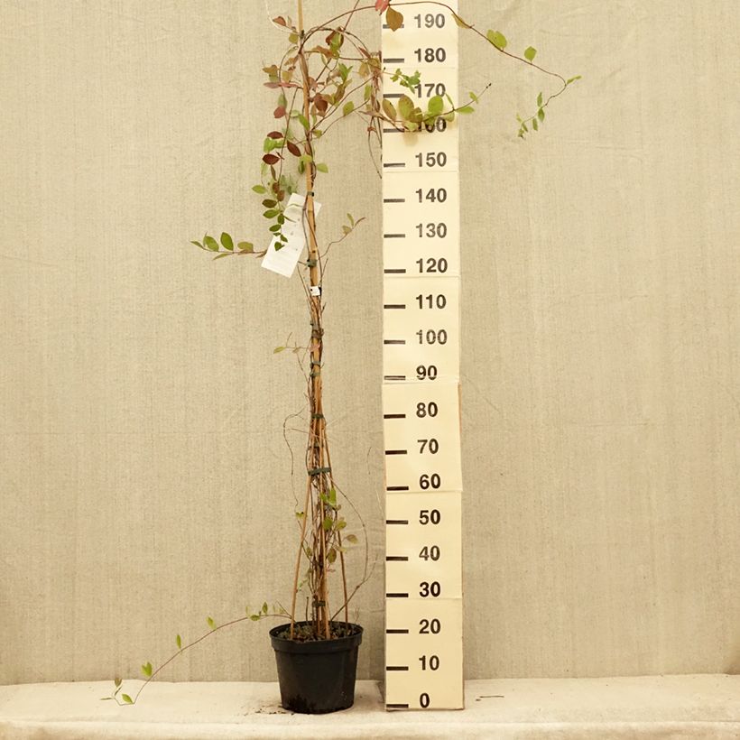 Spécimen de Chèvrefeuille - Lonicera x heckrottii Pot de 3L/4L tel que livré en été