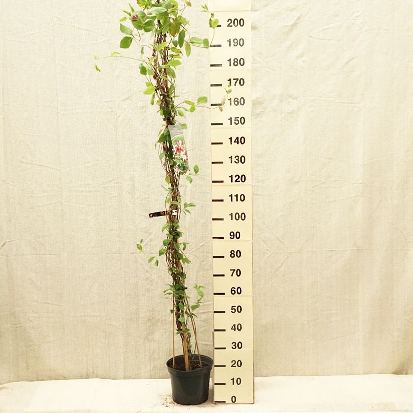 Spécimen de Chèvrefeuille - Lonicera x heckrottii - Pot de 3L/4L tel que livré au printemps