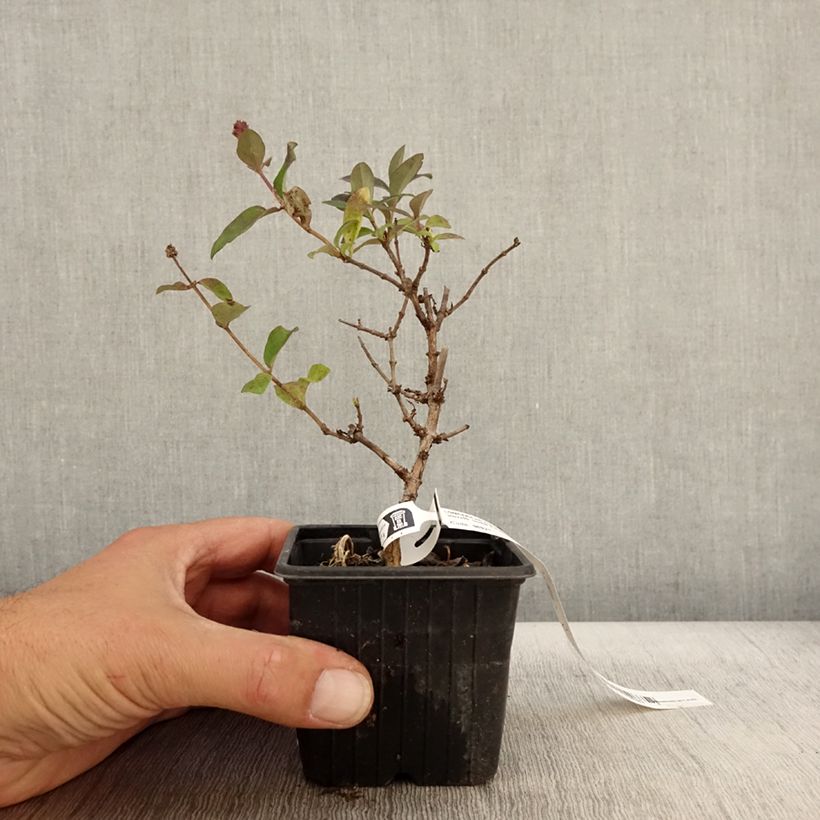 Spécimen de Chèvrefeuille nain - Lonicera periclymenum Chic et Choc Godet de 8/9 cm tel que livré en automne