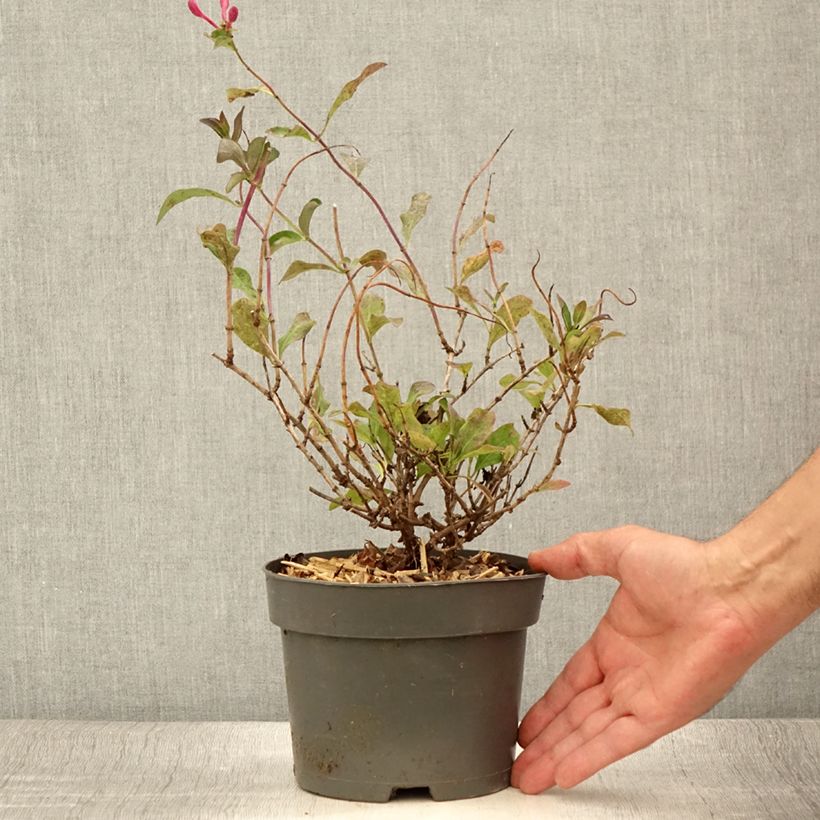 Spécimen de Chèvrefeuille nain - Lonicera periclymenum Chic et Choc Pot de 2L/3L tel que livré en été