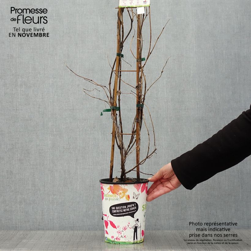 Spécimen de Chevrefeuille x brownii Golden Trumpet Pot de 2L/3L tel que livré en automne