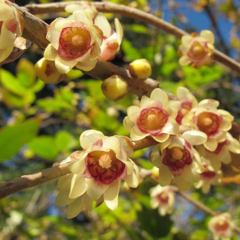 Chimonanthus praecox - Chimonanthe précoce (Floraison)