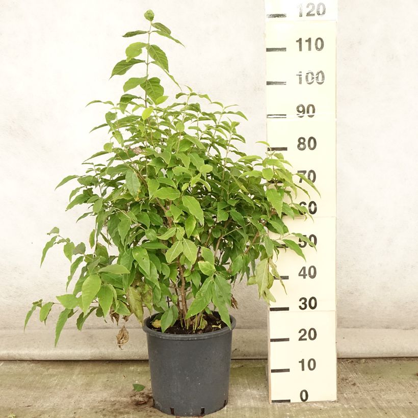 Spécimen de Chimonanthus praecox - Chimonanthe précoce Pot de 7,5L/10L tel que livré en été