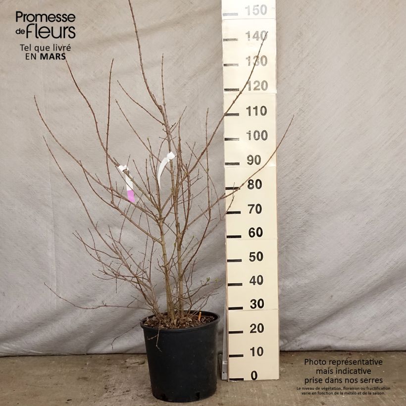 Spécimen de Chimonanthus praecox - Chimonanthe précoce Pot de 7.5L/10LHauteur livrée env. 100/120cm tel que livré au printemps