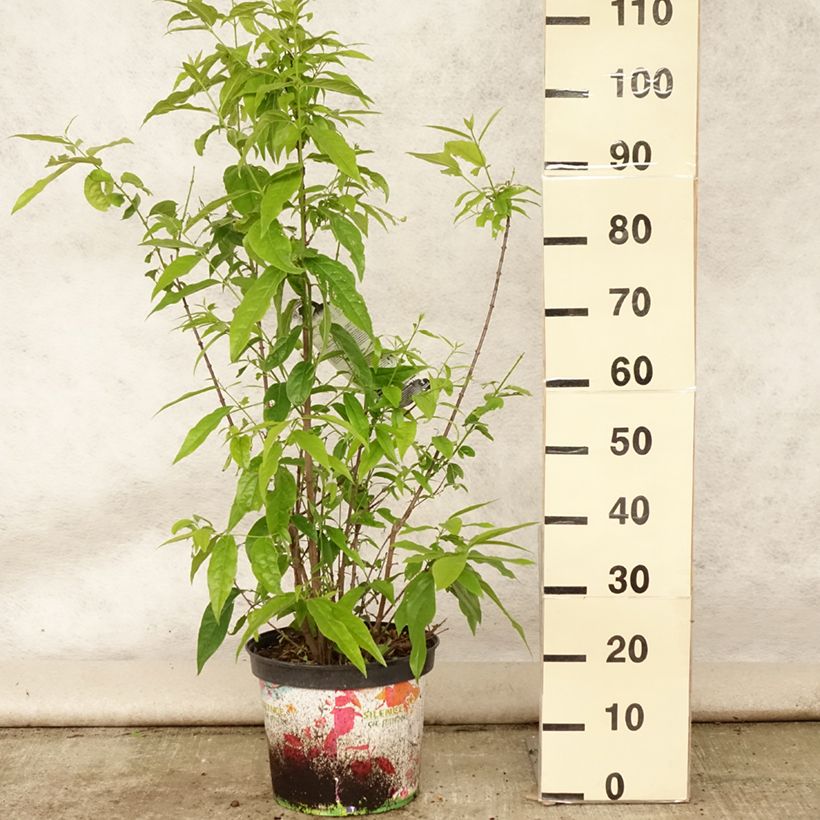 Spécimen de Chimonanthus praecox Grandiflorus Pot de 7,5L/10L tel que livré en été