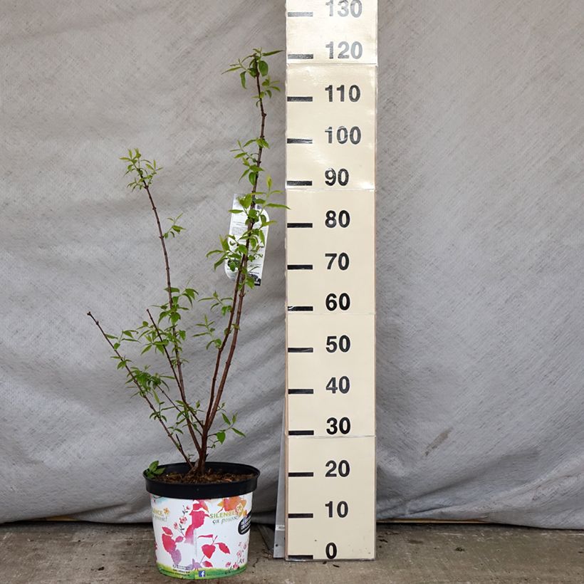 Spécimen de Chimonanthus praecox Grandiflorus en pot de 10L tel que livré au printemps