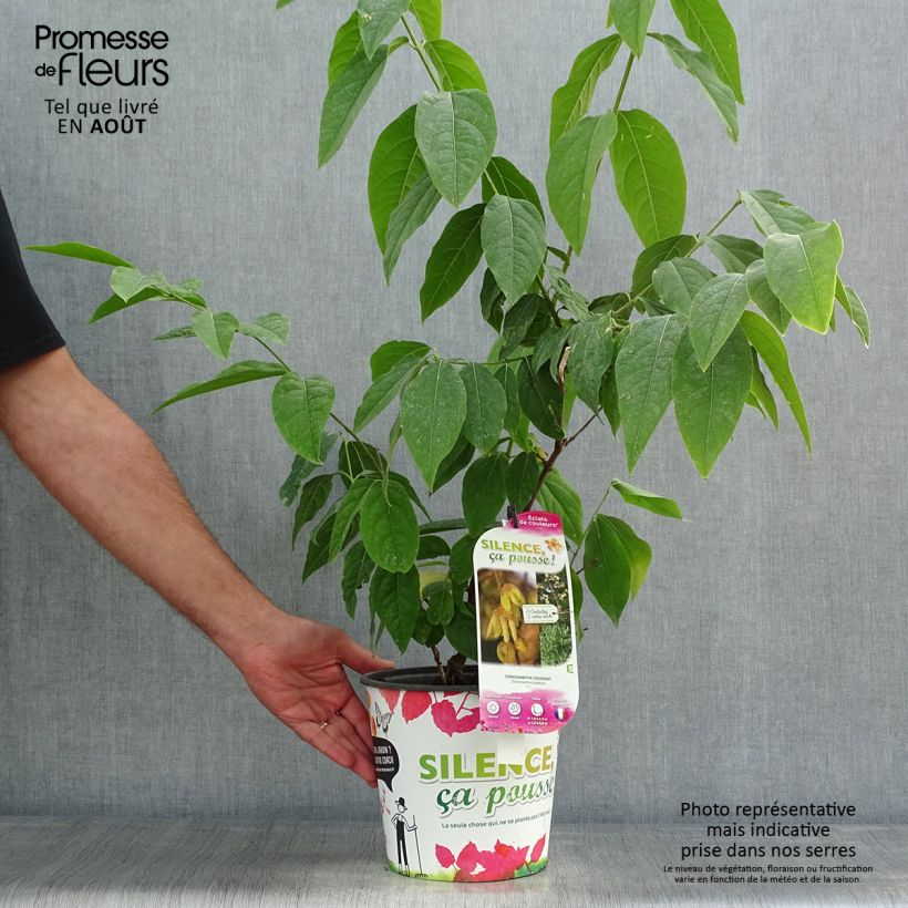 Spécimen de Chimonanthus praecox Grandiflorus Pot de 4L/5L, Touffe tel que livré en été
