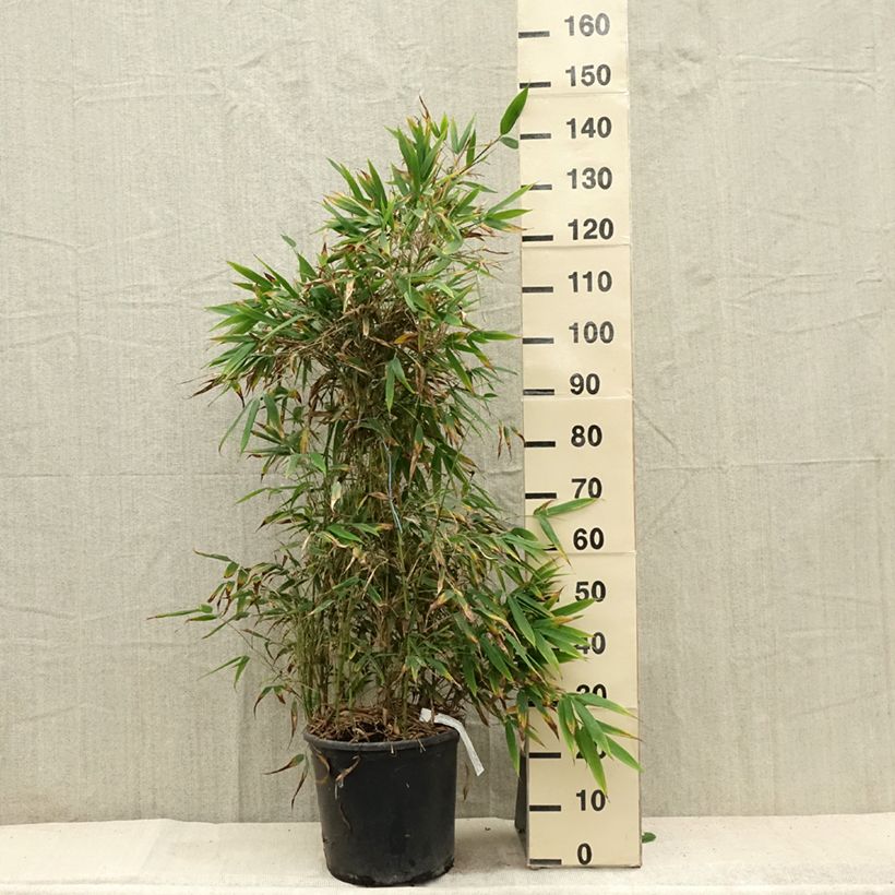 Spécimen de Chimonobambusa tumidissinoda Macrophylla - Bambou moyen Pot de 12L/15L tel que livré en été