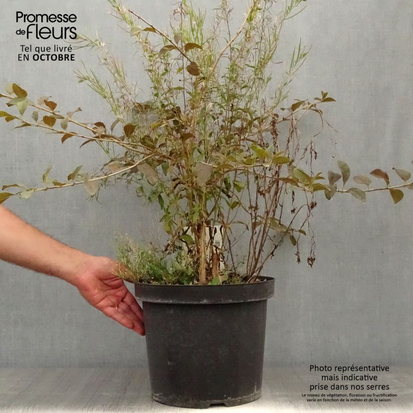 Spécimen de Chionanthus retusus - Arbre de neige Pot de 7,5L/10L tel que livré en automne