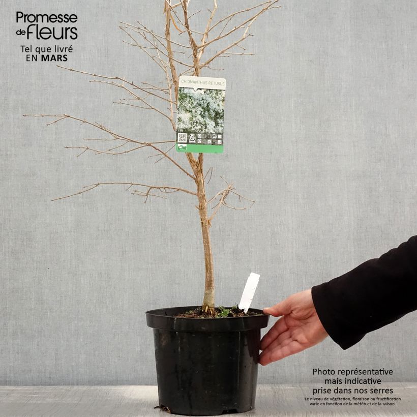Spécimen de Chionanthus retusus - Arbre de neige pot 10L 60/80cm tel que livré au printemps