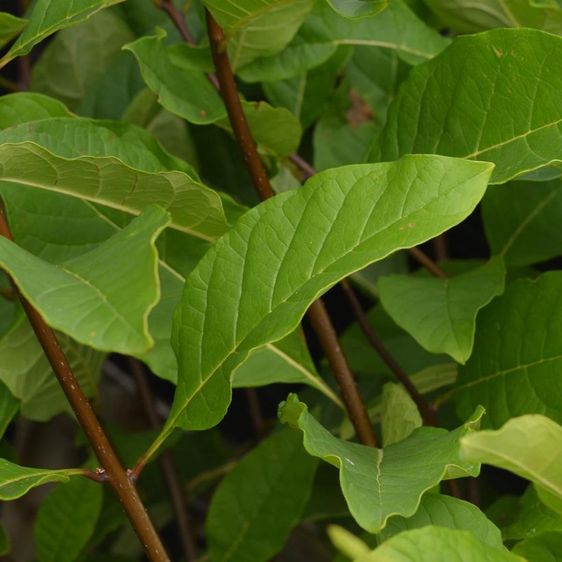 Chionanthus virginicus - Arbre de neige (Feuillage)