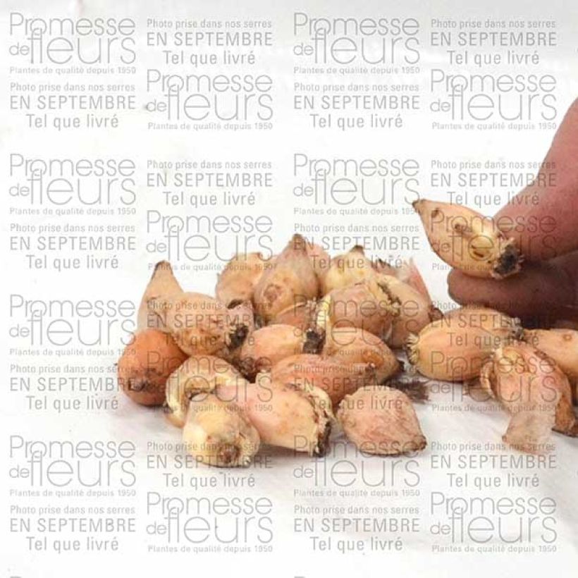 Exemple de spécimen de Chionodoxa luciliae Alba Bulbe tel que livré