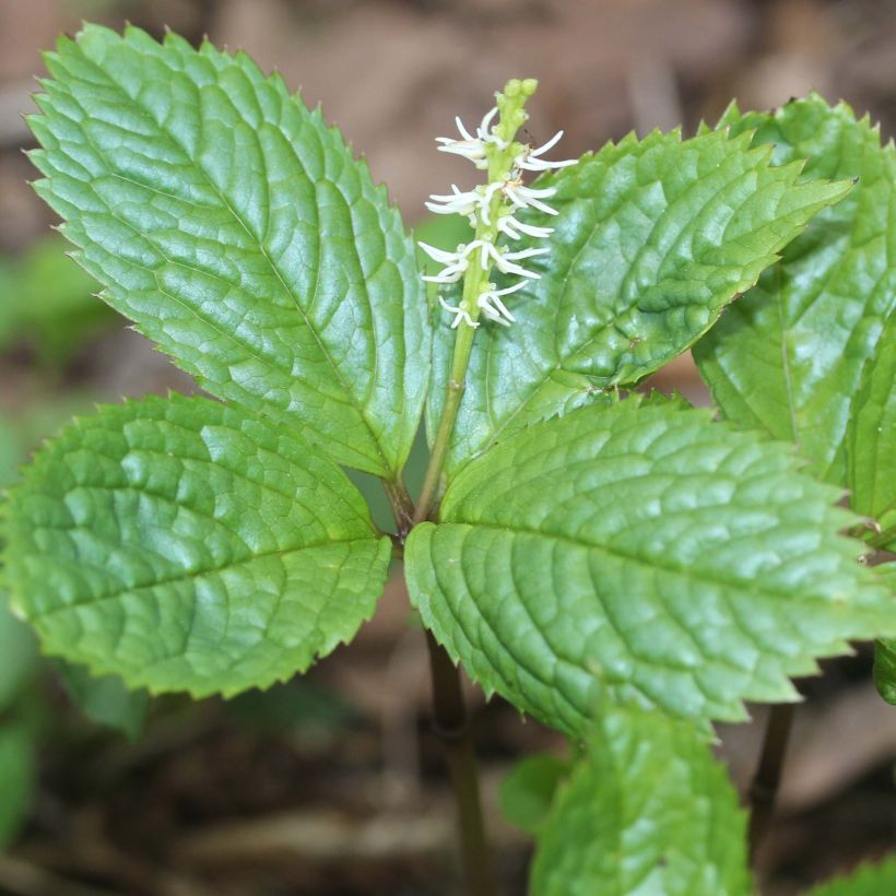 Chlorantus japonicus (Floraison)