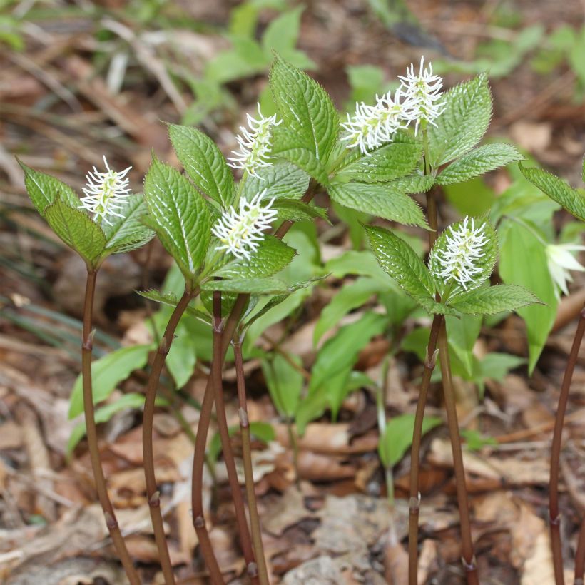 Chlorantus japonicus (Port)