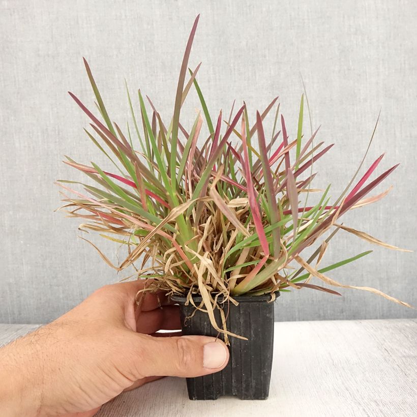 Spécimen de Chloris distichophylla Godet de 8/9 cm tel que livré en été