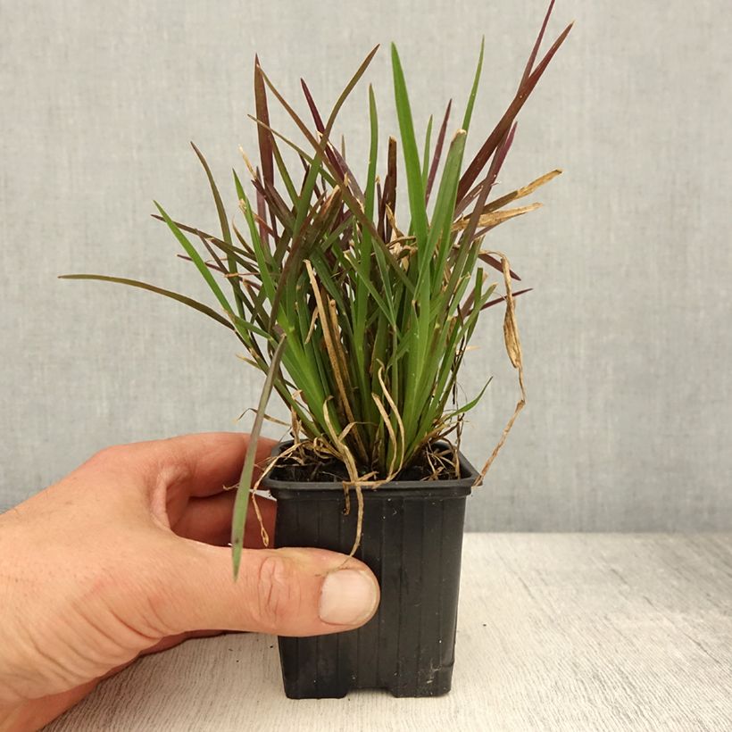 Spécimen de Chloris distichophylla Godet de 8/9 cm tel que livré au printemps